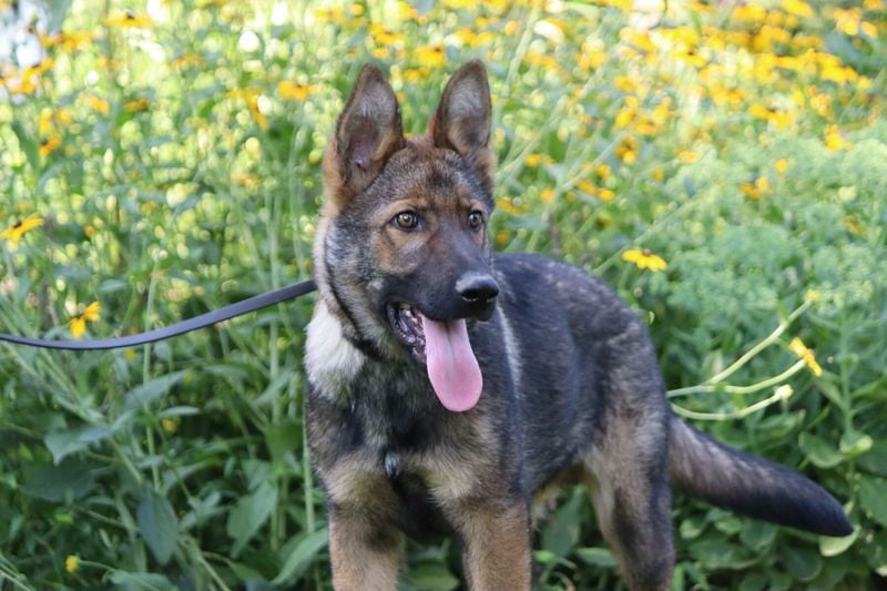 German Shepherd: The Loyal Protector Who Lives to Serve