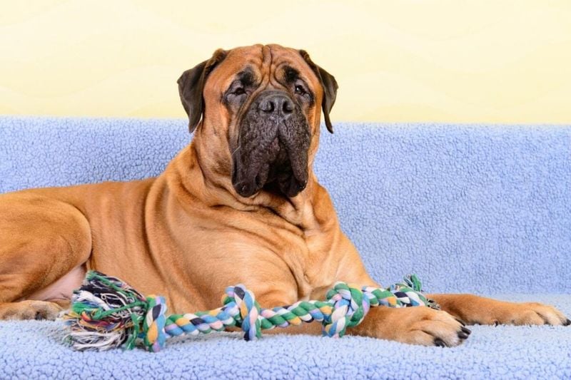 Bullmastiff: The Gentle Giant with Opinions
