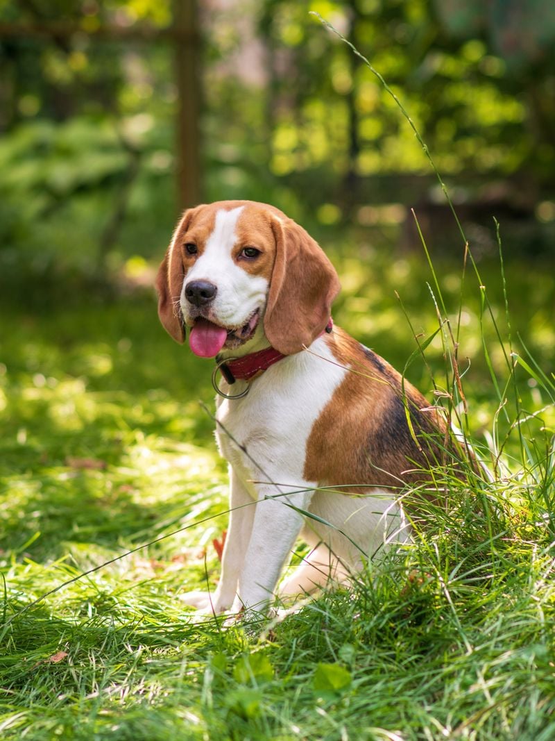 Beagle