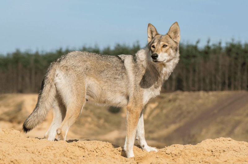 Tamaskan: The Wolf Lookalike Without Wolf Blood