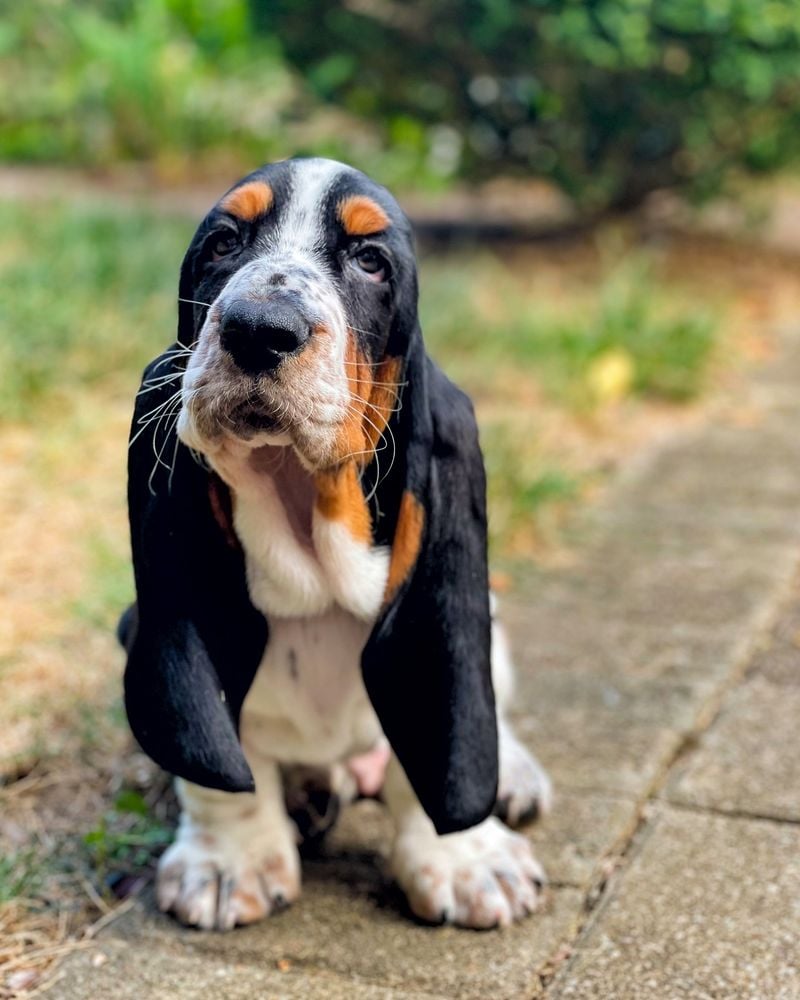 Basset Hound's Droopy Dilemma