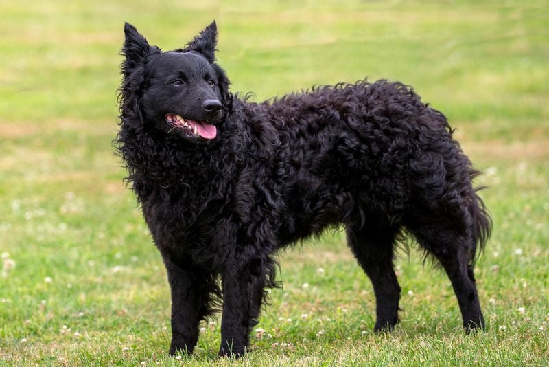 Mudi (Hungary)