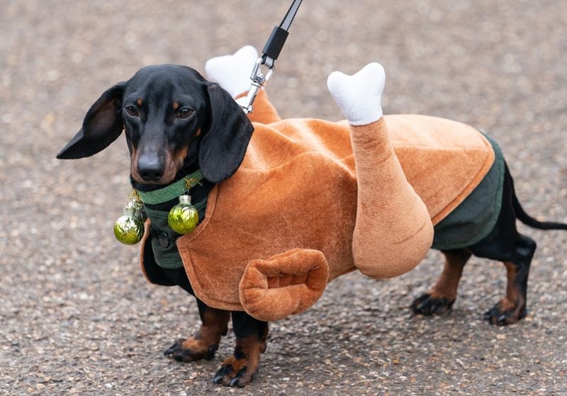 Dressing Them Up All the Time