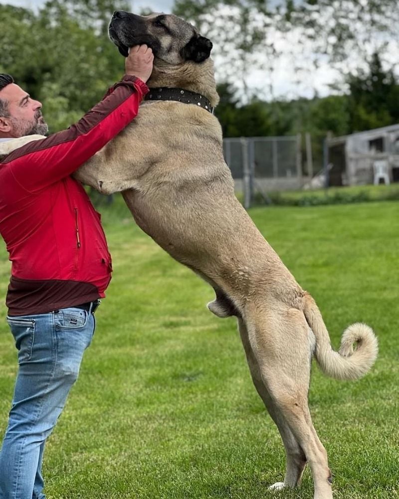 Kangal