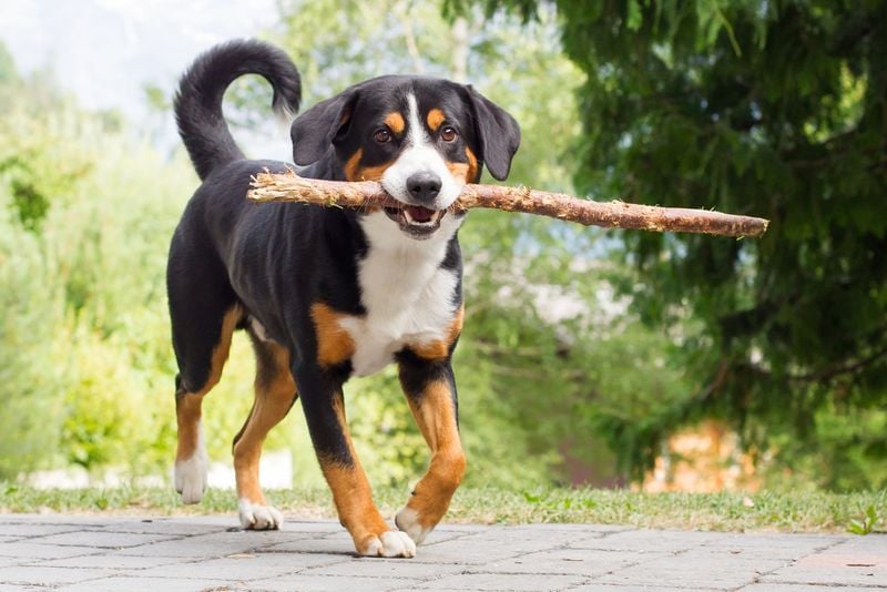 Appenzeller Sennenhund