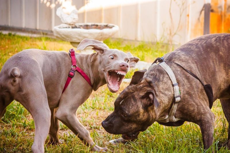 Aggression Toward Other Dogs