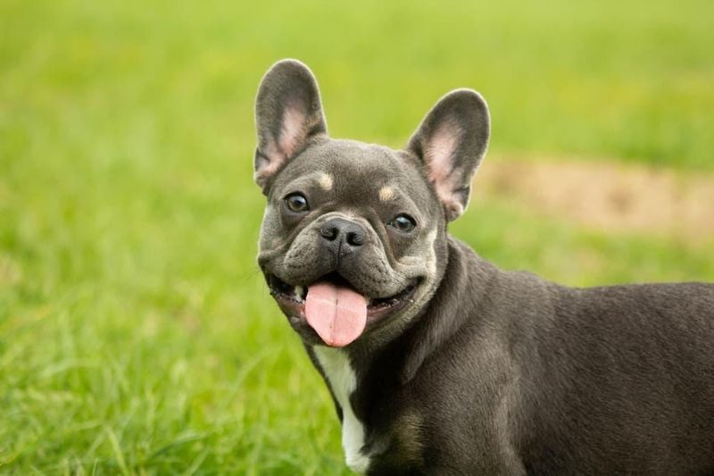 French Bulldog: The Charming Comedian