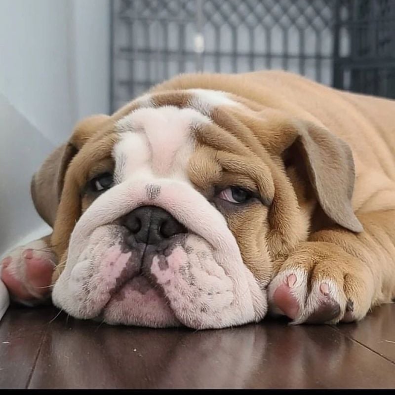 English Bulldog