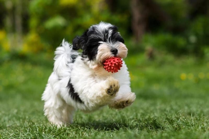 Havanese: The Velcro Companion