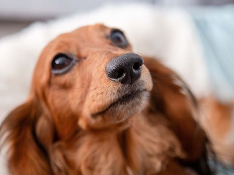 Dachshund: The Long-Bodied Drama Expert
