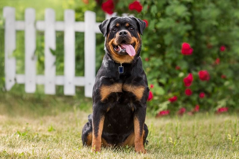 Rottweiler: The Confident Guardian
