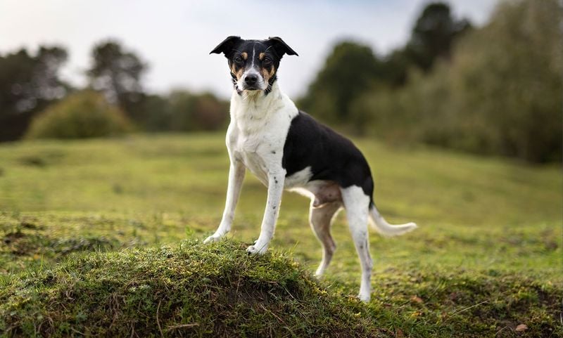 Rat Terrier: Ultrasonic Rodent Detectors
