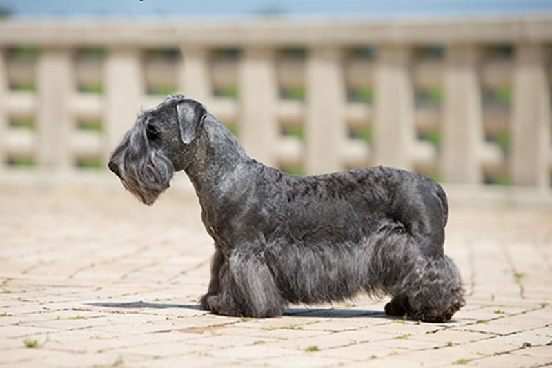 Cesky Terrier