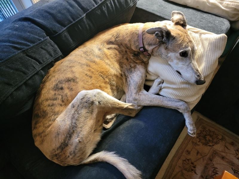 Greyhound: Surprising Sofa Surfers