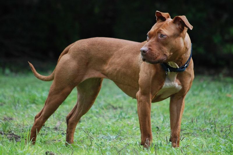 American Pit Bull Terrier: The Determined Rubble Worker