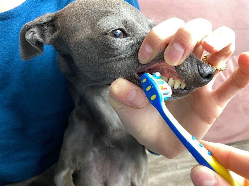 Italian Greyhound