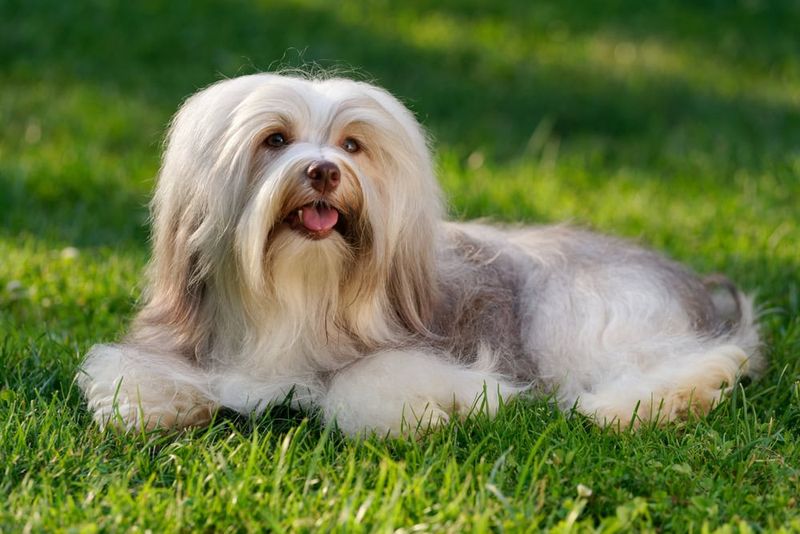 Havanese: The Velcro Dog of Cuba
