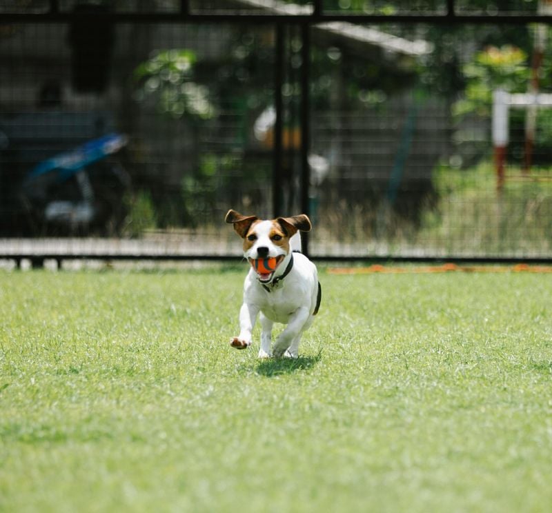 Jack Russell Terrier: The Energetic Dynamo
