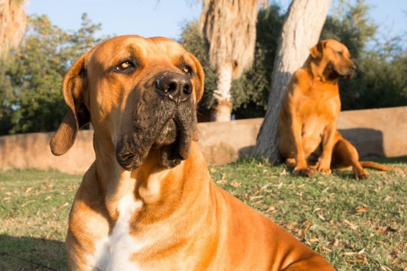 Boerboel: Africa's Farmland Defender