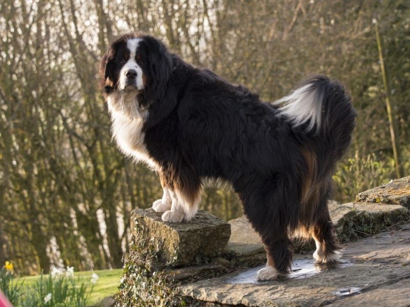 Bernese Mountain Dog: Gentle Giant of the Peaks