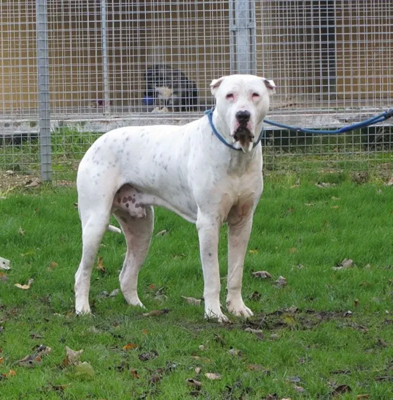 Pakistani Mastiff (Bully Kutta)