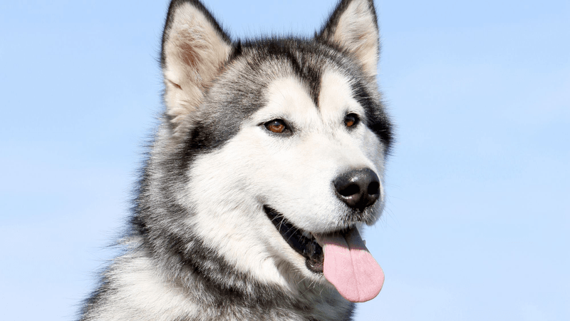 Alaskan Malamute