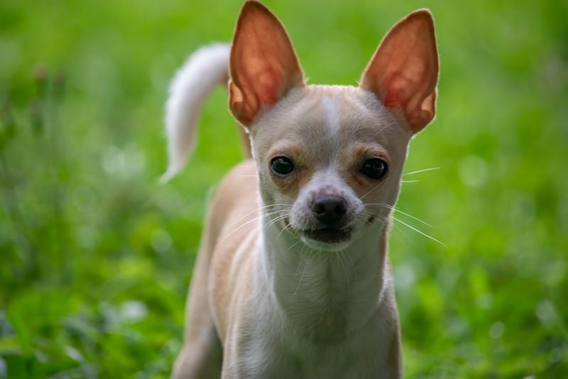 Chihuahuas: Tiny Dogs with Big Attitude Challenges