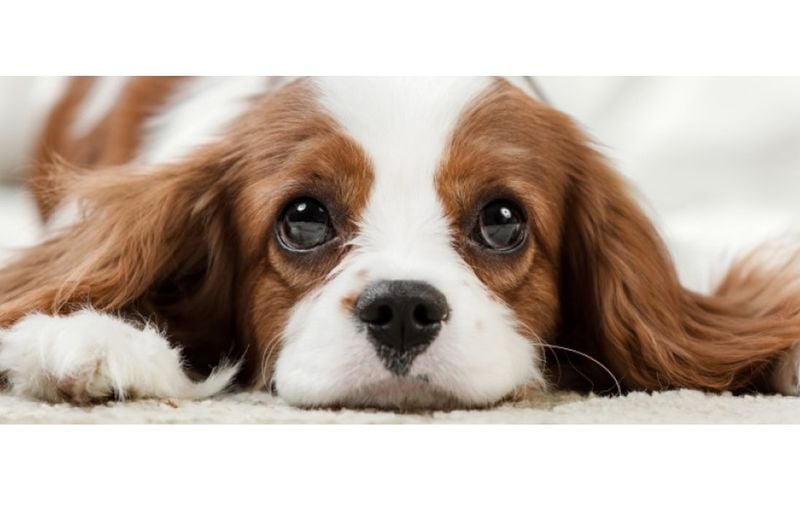 Beautiful, Expressive Eyes