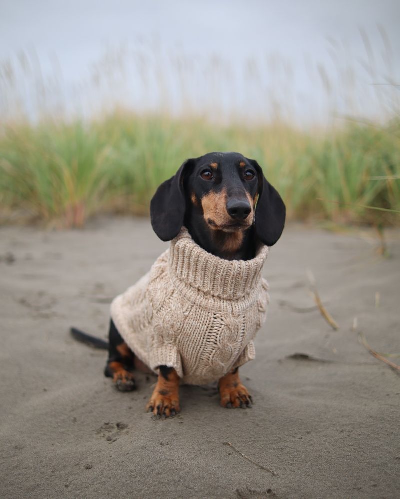Dachshund