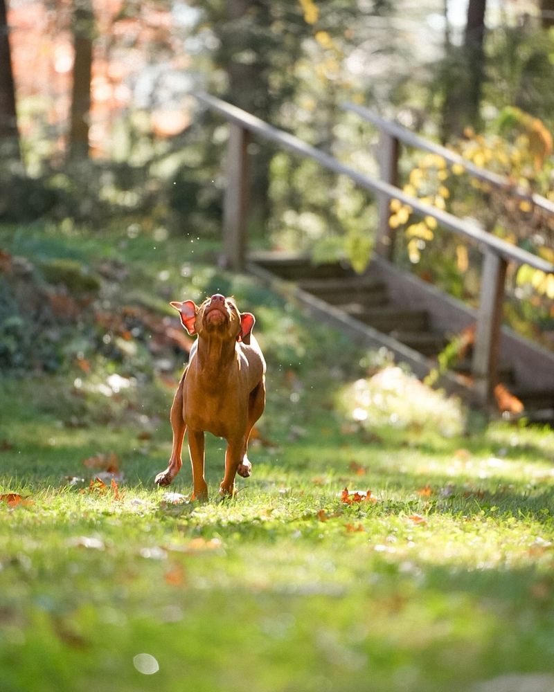 Vizsla