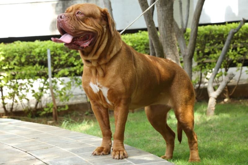 Massive Dogue de Bordeaux Faces Serious Summer Challenges