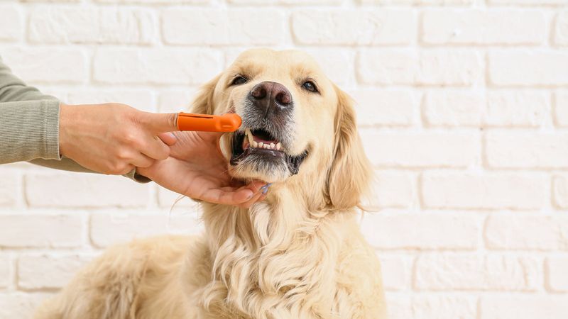 Dental Health Routine