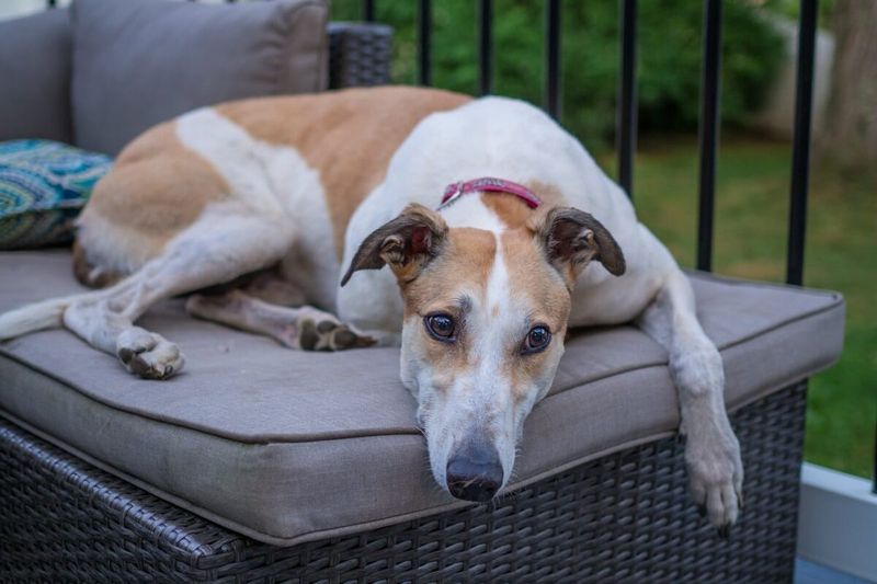 Greyhound: Racing Retirees Make Lazy Loungers