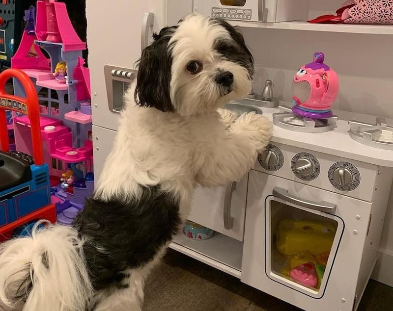 Lhasa Apso