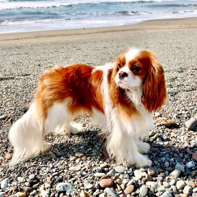 Cavalier King Charles Spaniels: Royal Lap Warmers