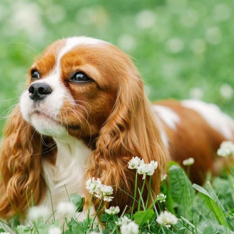 Cavalier King Charles Spaniels: Royal Devotion in a Compact Package