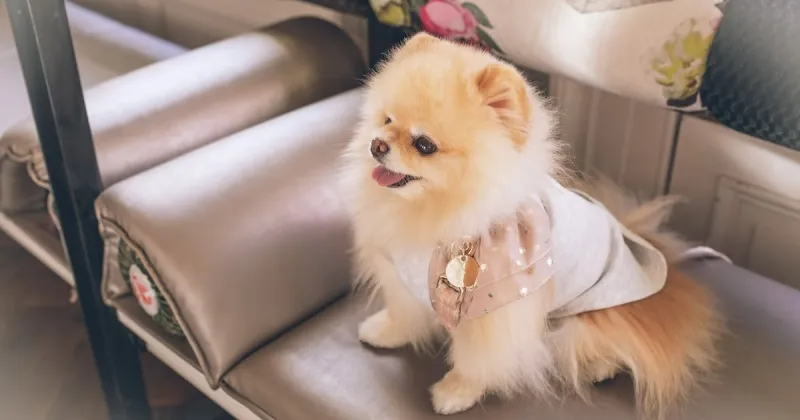 Pomeranian