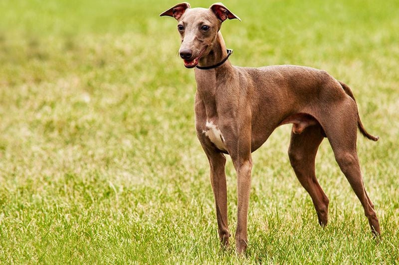 Italian Greyhound