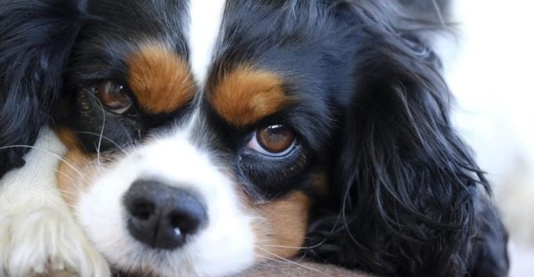 Vets Reveal the 15 Dog Breeds They’d Never Own Themselves