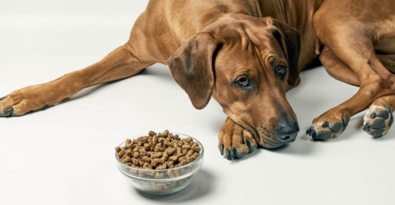 Vets Say These 7 Clues Mean It’s Time to Change Your Dog’s Diet