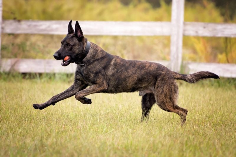 Dutch Shepherd
