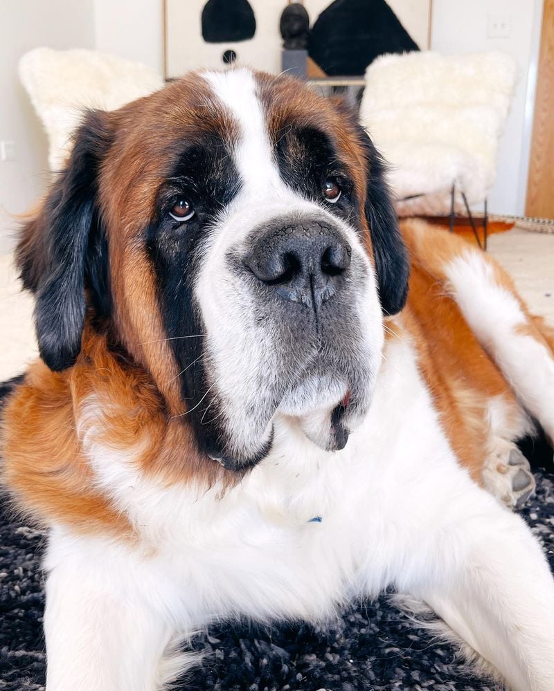 Saint Bernard's Slobber Situation