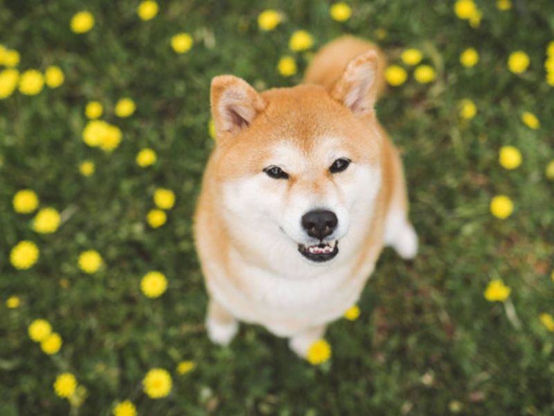 Shiba Inu: The Fox-Like Charmer