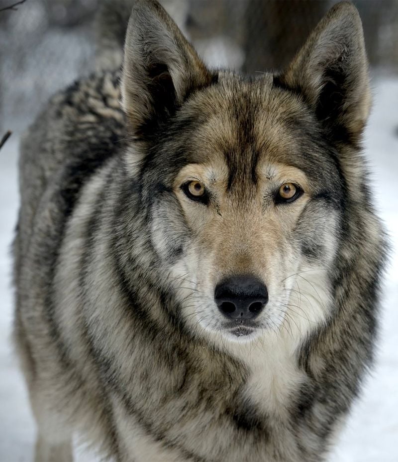 Wolfdog Hybrids