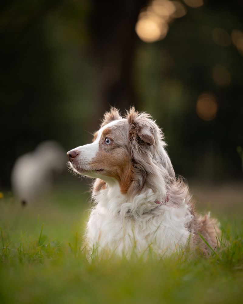 Australian Shepherds