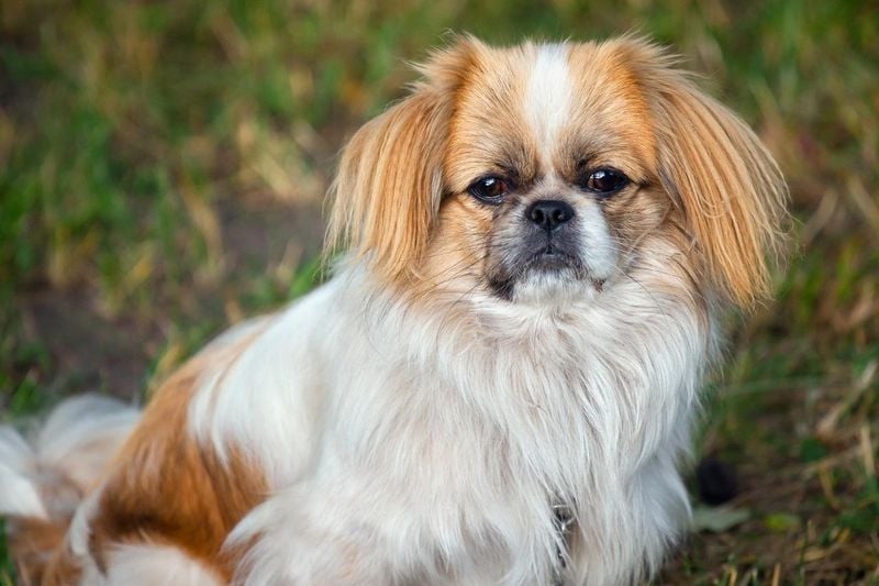 Pekingese