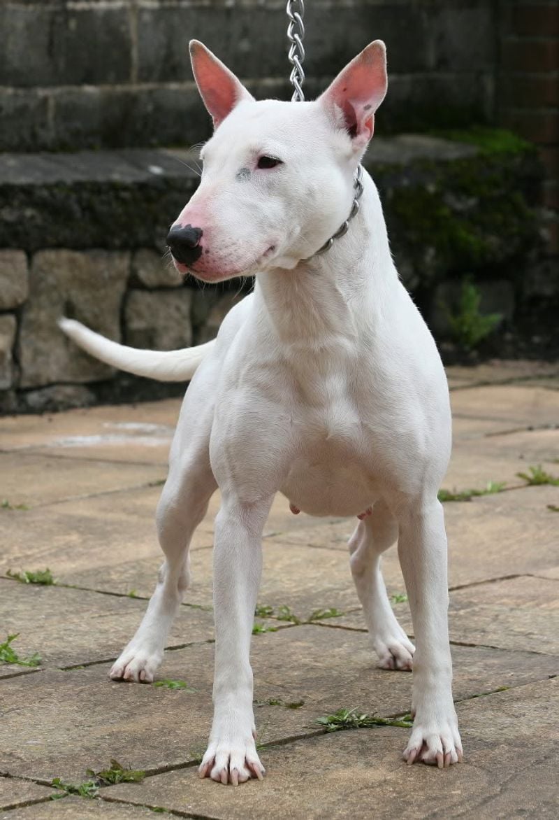 English Bull Terrier: The Egg-Headed Comedian