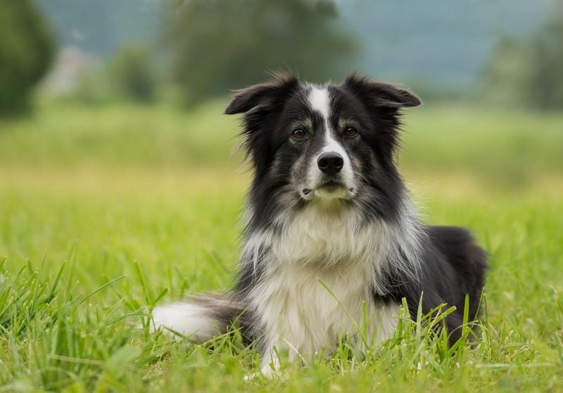 Border Collie: The Canine Einstein