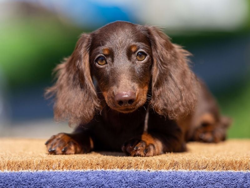 Dachshund: Hot Dogs With Heart-Stealing Talents