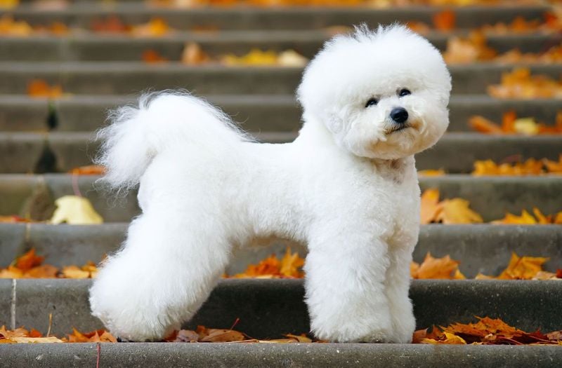 Bichon Frise: The Fluffy Stress-Buster